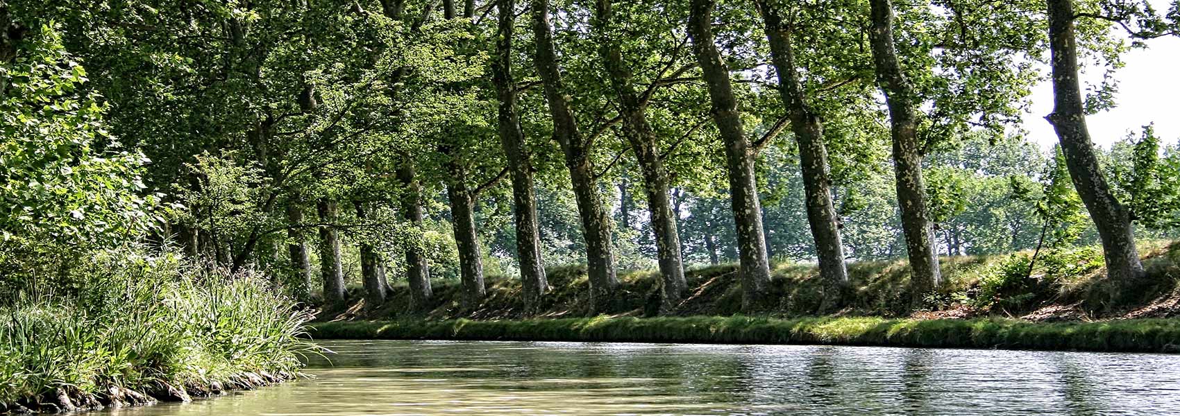 Lasst uns Bäume entlang des Canal du Midi pflanzen