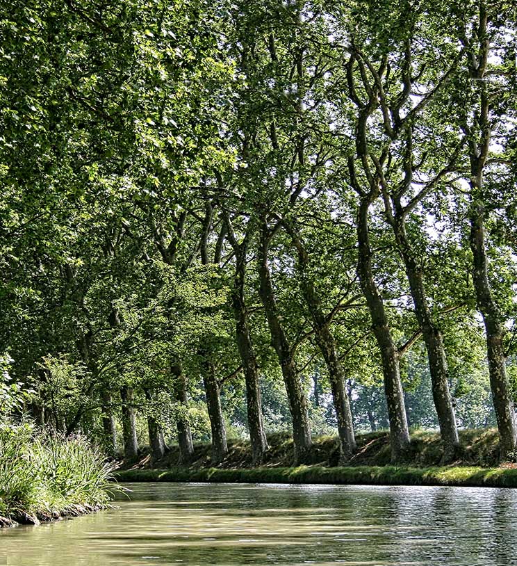 Lasst uns Bäume entlang des Canal du Midi pflanzen