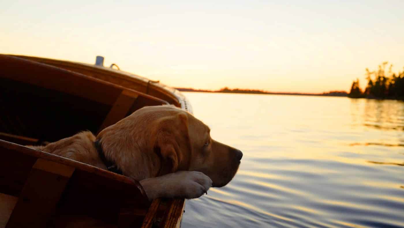 Holiday with your dog - houseboat