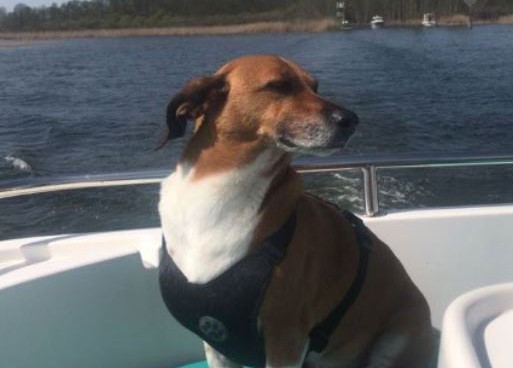 Wo ist Hausboot fahren mit Hund erlaubt?