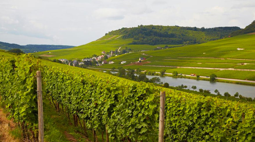 Vignes en Bourgogne