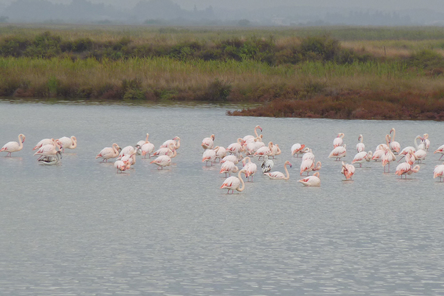 Flamants roses dans le Sud de la France