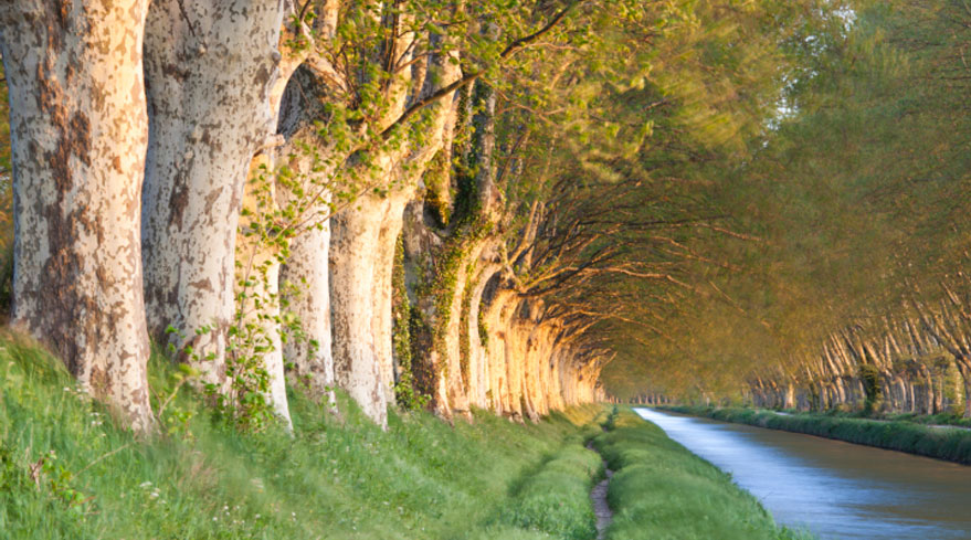 Let's work together to replant the trees on the Canal du Midi