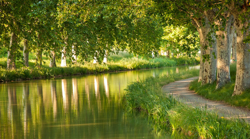 Platanes le long du canal du midi