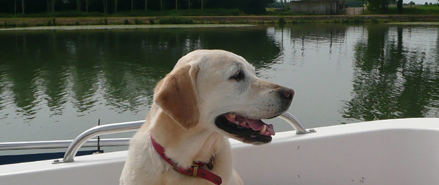 hausboot mit hund