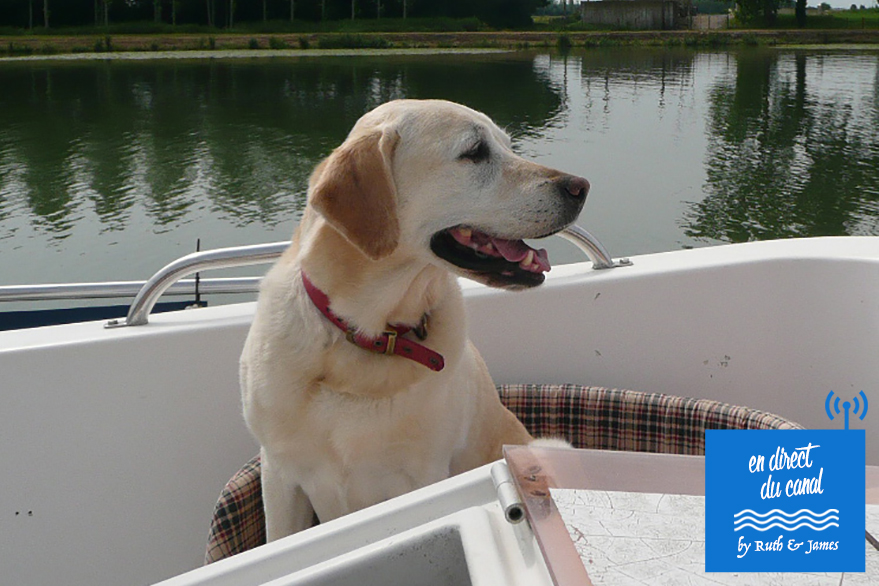 hausboot mit hund