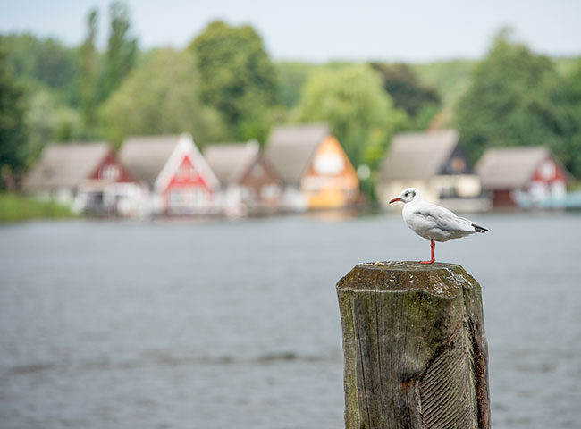 Pájaros en los lagos alemanes