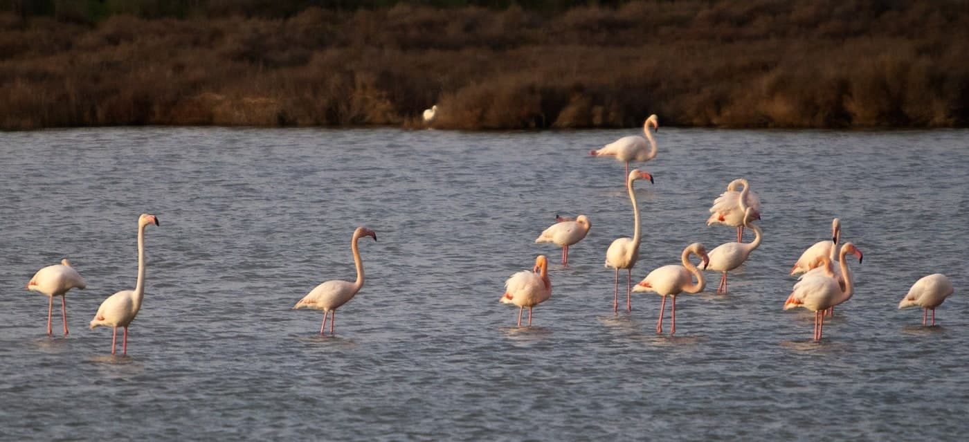 hausboot-mieten-camargue